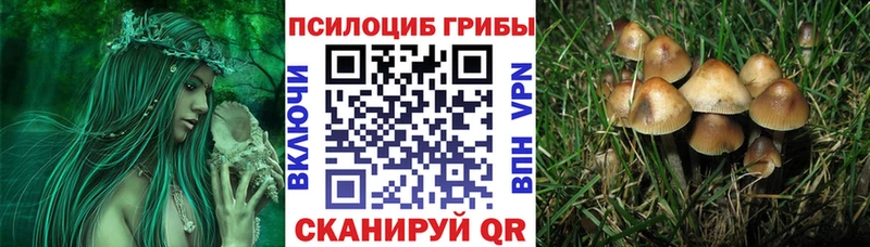 где можно купить   darknet состав  Галлюциногенные грибы мухоморы  Стародуб 